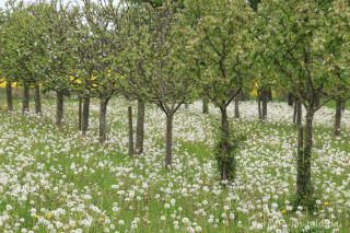 Obstbrennerei Arens mit Hofladen, Oberstedem