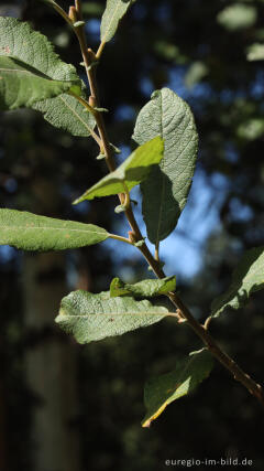 Ohr-Weide, Salix aurita, Teverener Heide