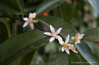 Orangenblüte