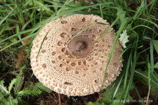 Parasol, Macrolepiota procera