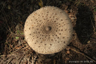 Parasol, Macrolepiota procera