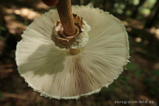 Parasol, Macrolepiota procera