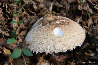 Parasol, Macrolepiota procera, mit leicht geöffnetem Hut