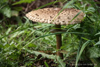 Parasol, Macrolepiota procera