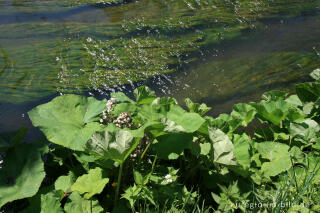 Pestwurz (Petasites) an der Gueule bei Moresnet, B