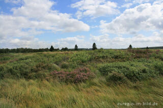 Pfeifengras, Heidekraut und Rauschbeeren im Brackvenn, Hohes Venn