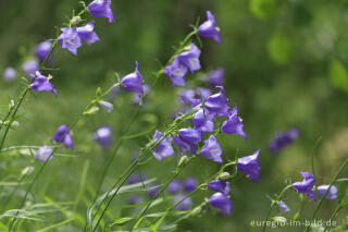 Pfirsichblättrige Glockenblume, Campanula persicifolia
