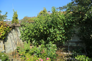 Physalis oder Andenbeere