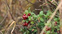 Preiselbeere (Vaccinium vitis-idaea), Steinley-Venn