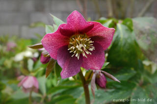 Purpur-Nieswurz (Helleborus purpurascens) als Gartenblume im Februar