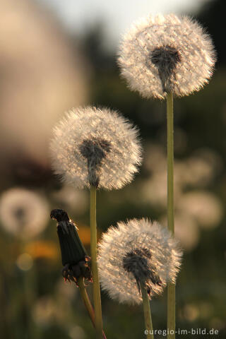 Pusteblumen