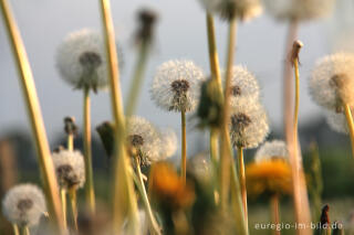 Pusteblumen