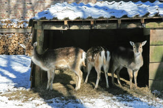 Rehe beim Boscafé "t Hijgend Hert" im  Vijlenerbos