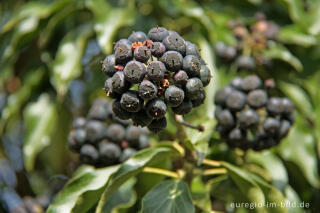 Reife Beeren des Efeu im FrÃ¼hling