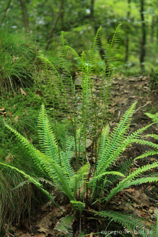 Rippenfarn, Blechnum spicant, im Tal der Weser / Vesdre bei Roetgen