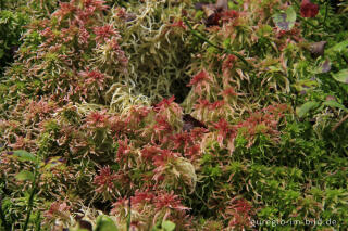 Rötliches Torfmoos, Sphagnum, an einem feuchten Hang,  Eifelsteig bei Trittscheid 