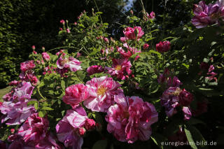 Rosa gallica 'Versicolor im Heilkräutergarten Herba Sana