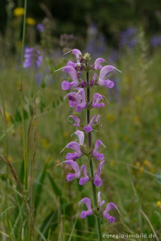 Rosafarbene Variante des Wiesensalbeis, Salvia pratensis,  NSG Froschberg bei Blankenheim