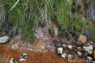 Rotbraunes Quellwasser im Hohen Venn (Kutenhart)