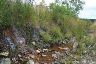 Rotbraunes Quellwasser im Hohen Venn (Kutenhart)