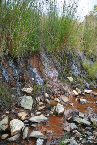 Rotbraunes Quellwasser im Hohen Venn (Kutenhart)