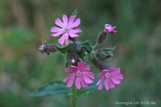 Rote Lichtnelke (Silene dioica)