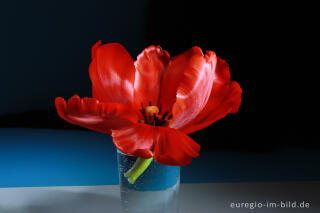 Rote Tulpe in einer Vase