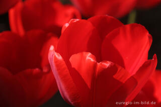 Rote Tulpen