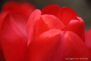 Rote Tulpen