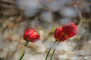 Rote Tulpen, Wasserspiegelung