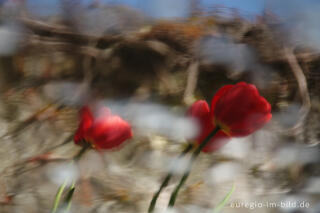 Rote Tulpen, Wasserspiegelung