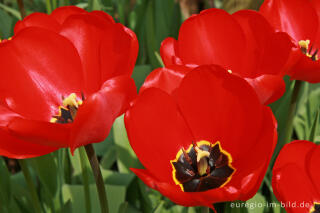 Rote Tulpen