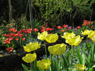 Rote und gelbe Tulpen