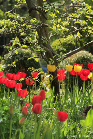 Rote und gelbe Tulpen in einem Garten