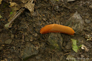 Rote Wegschnecke, Arion rufus