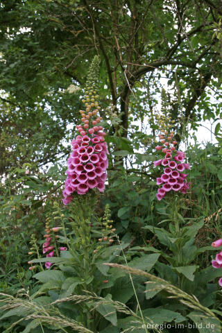 Roter Fingerhut (Digitalis purpurea)