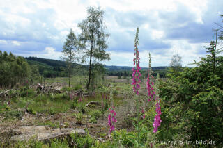 Roter Fingerhut, Digitalis purpurea, im Hohen Venn bei Xhoffraix