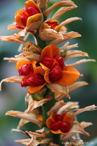 Roter Fruchtstand des Schmetterlingsingwers,  Hedychium gardnerianum, im Januar