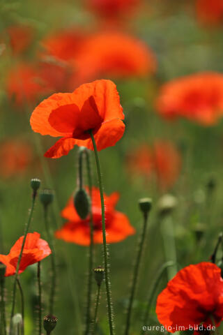 Roter Klatschmohn, Papaver rhoeas