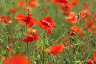 Roter Klatschmohn, Papaver rhoeas