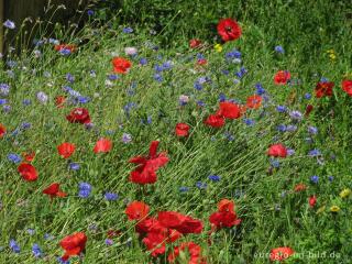 Roter Mohn und blaue Kornblumen