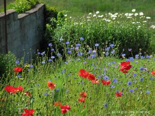 Roter Mohn und blaue Kornblumen