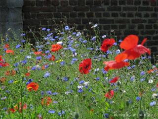 Roter Mohn und blaue Kornblumen