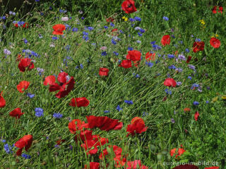 Roter Mohn und blaue Kornblumen