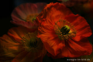 Roter Mohn