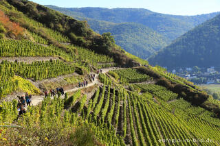 Rotweinwanderweg im Ahrtal von Dernau nach Mayschoss