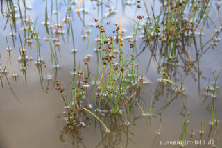 Sandbinse und Pillenfarn, zwei "Zwerge der Drover Heide"