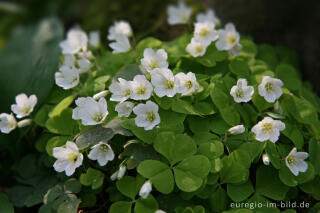 Sauerklee, Oxalis acetosella