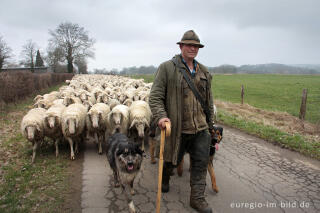 Schäfer mit Schafherde und Hütehunden in der Voreifel