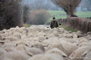 Schäfer und Schafherde in der Voreifel